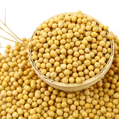 黄豆